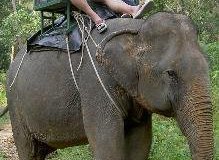 elefante1